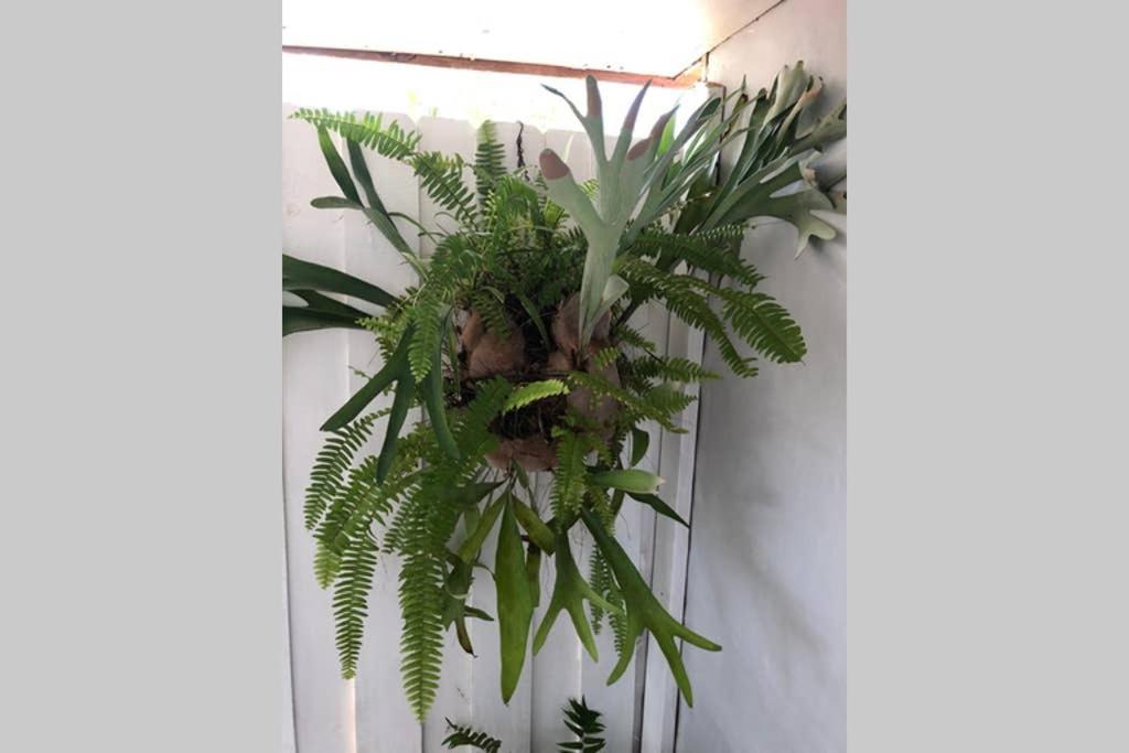 Independent Studio In Little Havana マイアミ エクステリア 写真